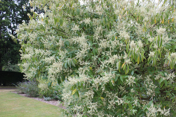 Buddleia cordata ssp. tomentella
