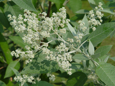 Buddleia cordata ssp. tomentella