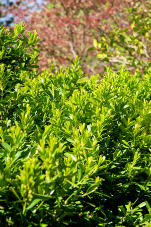 Buxus harlandii, Harland boxwood, narrow bright green leaves on a compact shrub