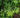 Buxus sempervirens 'Unraveled'