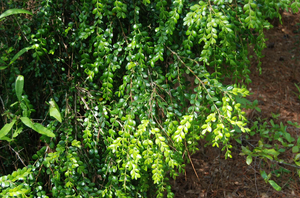 Buxus sempervirens 'Unraveled', weeping boxwood, twisting arching evergreen branches