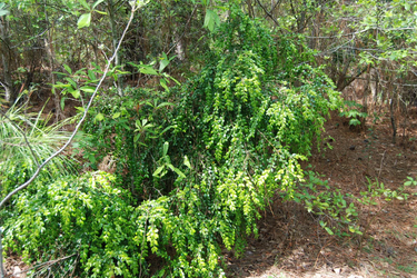 Buxus sempervirens 'Unraveled'