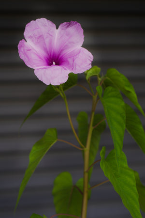 Ipomoea fistulosa, bush morning glory, a tall shrub bearing clusters of pink funnel-shaped flowers above broad green leaves