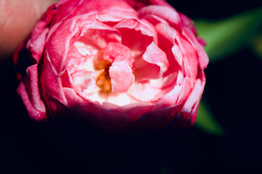 Rosa hybrid 'Louis Philippe'
