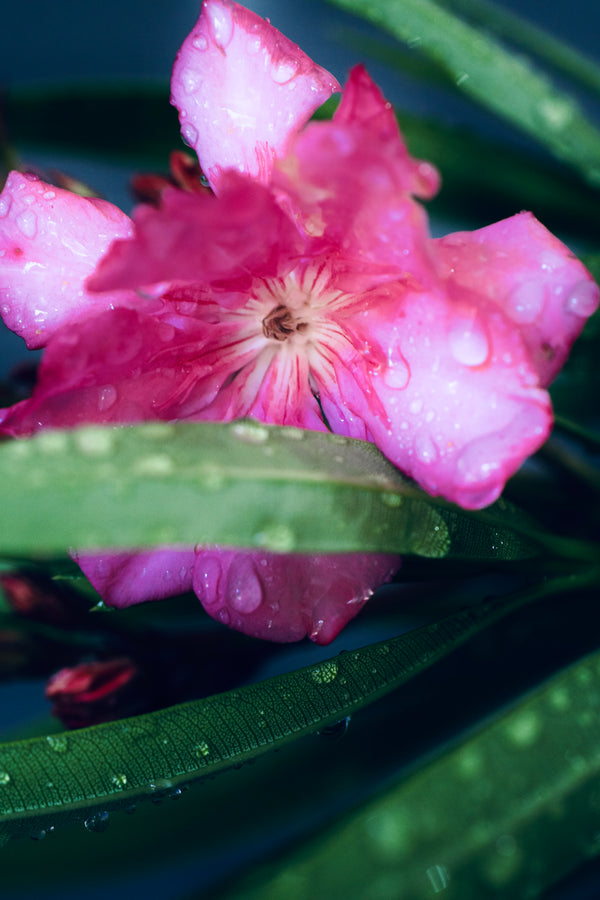 Nerium oleander 'Double Pink'