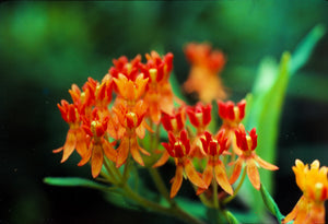 Asclepias tuberosa, butterfly weed, flat clusters of vivid orange flowers