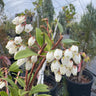 Pieris phillyreifolia, climbing fetterbush, an evergreen shrub offered by Woodlanders.