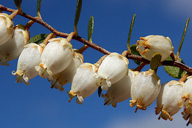 Chamaedaphne calyculata