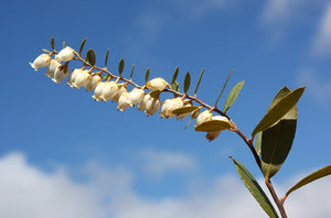 Chamaedaphne calyculata, leatherleaf, low evergreen bog shrub with white urn-shaped spring flowers.