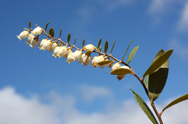 Chamaedaphne calyculata