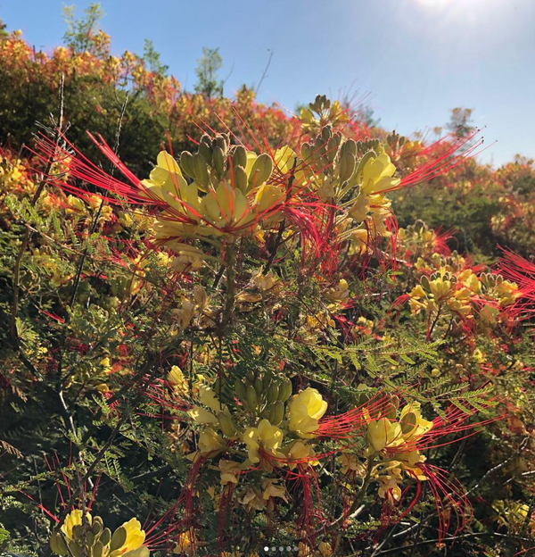 Caesalpinia gilliesii
