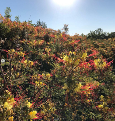 Caesalpinia gilliesii