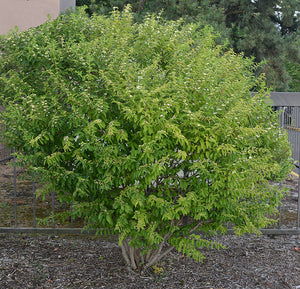 Callicarpa dichotoma 'Albifructus', white beautyberry, ivory-white berry clusters on arching stems
