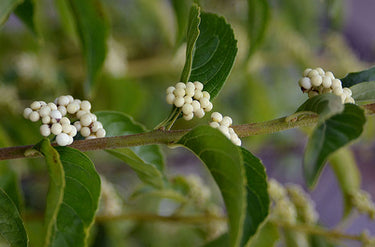 Callicarpa dichotoma 'Albifructus'