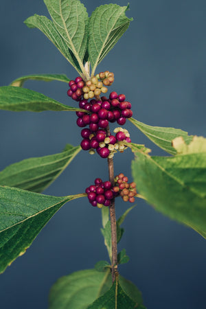 Callicarpa americana, American beautyberry, close view of magenta-purple berry clusters