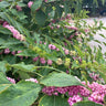 Callicarpa americana 'Welch's Pink', American beautyberry, a native shrub offered by Woodlanders.