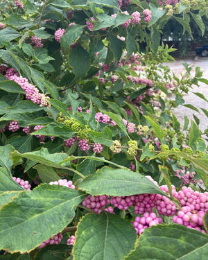 Callicarpa americana 'Welch's Pink', American beautyberry, a native shrub offered by Woodlanders.