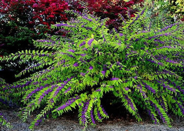 Callicarpa dichotoma 'Issai'
