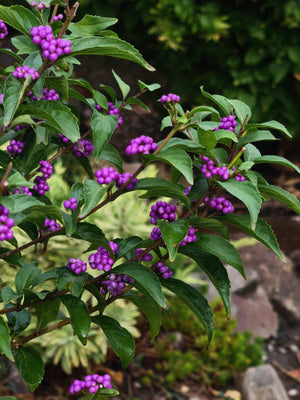 Callicarpa dichotoma 'Issai', purple beautyberry, a shrub offered by Woodlanders.