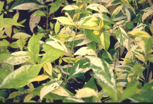 Callicarpa dichotoma 'Splashy' beautyberry, a shrub offered by Woodlanders.