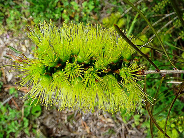 Callistemon pinifolius