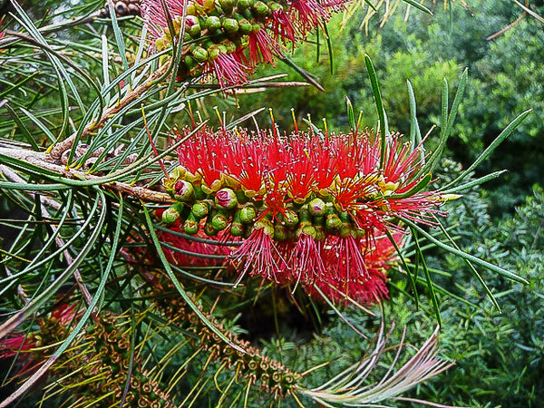 Callistemon pinifolius