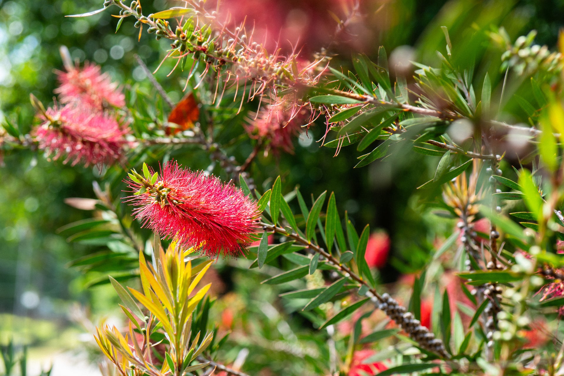 best fertilizer for bottlebrush plant Callistemon rigidus 'Clemson'