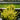 A close-up of a potted evergreen shrub with dense bright yellow-green foliage in a black nursery pot, photographed outdoors with a blurred garden background.