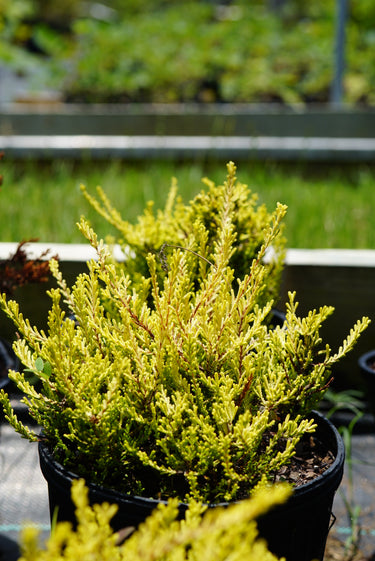 A close-up of a potted evergreen shrub with dense bright yellow-green foliage in a black nursery pot, photographed outdoors with a blurred garden background.