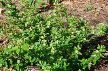 Calycanthus floridus 'Athens'