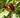 Calycanthus floridus