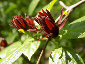 Calycanthus floridus (Carolina allspice, sweetshrub), native shrub with dark maroon strap-petaled fragrant flowers.
