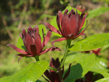 Calycanthus floridus