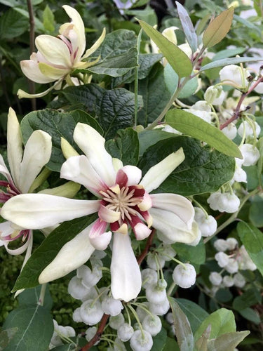 Calycanthus hybridus ‘Venus’