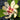 Calycanthus hybridus ‘Venus’