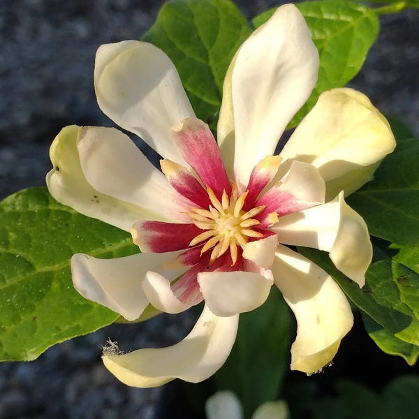 Calycanthus hybridus ‘Venus’