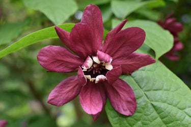 Calycanthus x raulstonii 'Hartlage Wine'