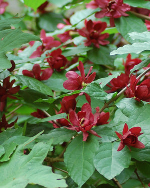 Calycanthus x raulstonii 'Hartlage Wine'
