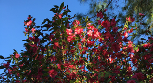 Camellia 'Crimson Candles', rose-pink flowers held upright on a dark evergreen shrub