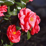 Red Camellia Japonica Anacostia with evergreen foliage