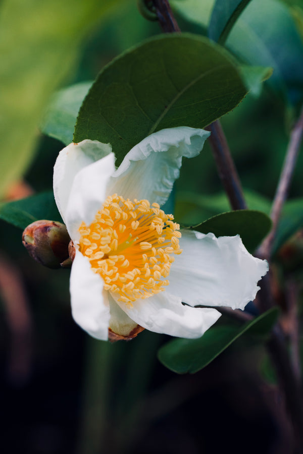 Camellia crapnelliana