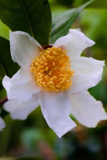 Camellia crapnelliana
