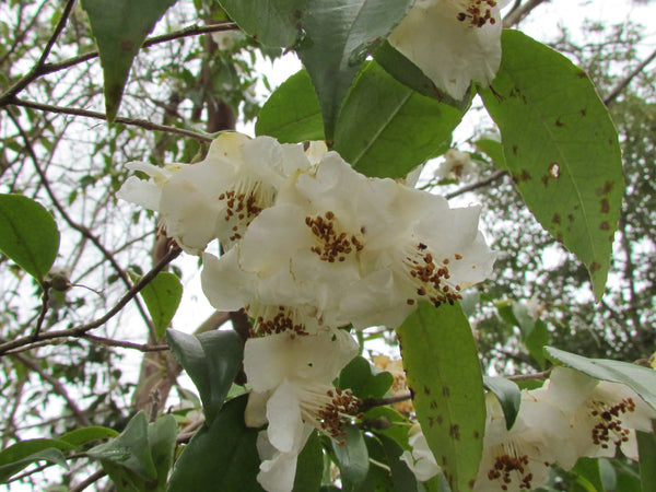 Camellia fraterna