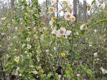Camellia fraterna