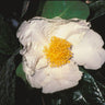 Camellia gigantocarpa rare Camellia species with large fruit