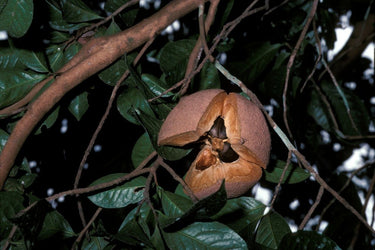 Camellia gigantocarpa rare Camellia species with large fruit