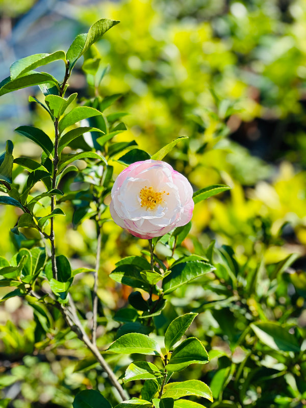 Camellia hybrid 'Julia Mackintosh'