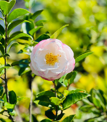 Camellia hybrid 'Julia Mackintosh'