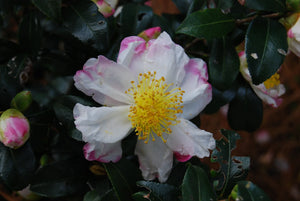 Camellia saluensis 'Appleblossom', a pink-flowered Salween camellia offered by Woodlanders.