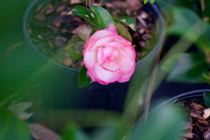 Camellia sasanqua 'Leslie Ann', white flower edged in lavender-pink on an open shrub